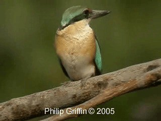 Sacred Kingfisher (Australasian) - ML201784841