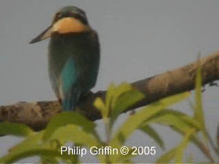 Sacred Kingfisher (Australasian) - ML201784861