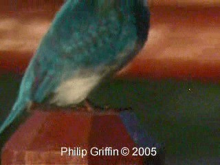 Small Blue Kingfisher - ML201785011