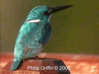 Small Blue Kingfisher - ML201785021