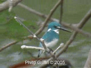 Small Blue Kingfisher - ML201785031