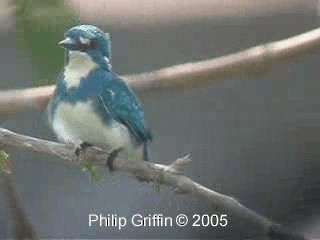 Small Blue Kingfisher - ML201785041