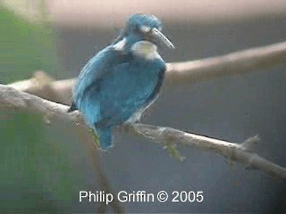Small Blue Kingfisher - ML201785051