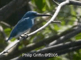 Small Blue Kingfisher - ML201785061