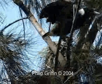 Australian Magpie (White-backed) - ML201785291