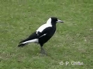Australian Magpie (White-backed) - ML201785321
