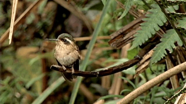 Speckled Hummingbird (melanogenys Group) - ML201785401
