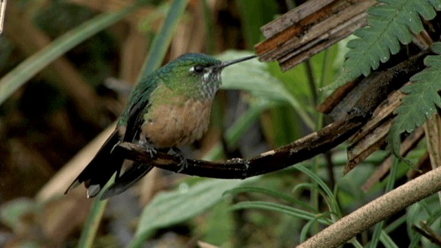 Long-tailed Sylph - ML201785421