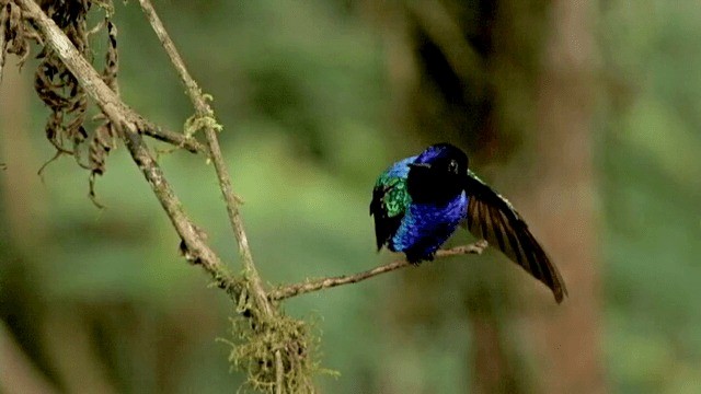 kolibřík hyacintový - ML201785441