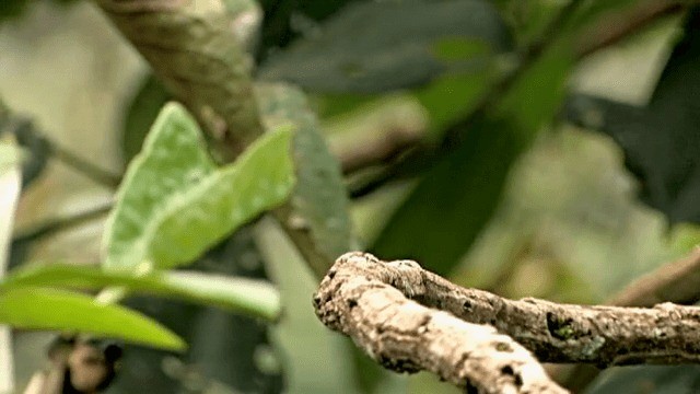 kolibřík hyacintový - ML201785461
