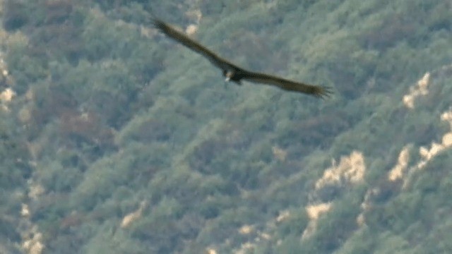 Turkey Vulture (Northern) - ML201785481