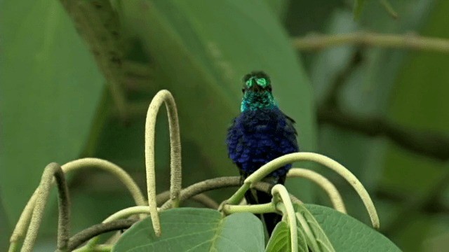 Violet-bellied Hummingbird - ML201785511