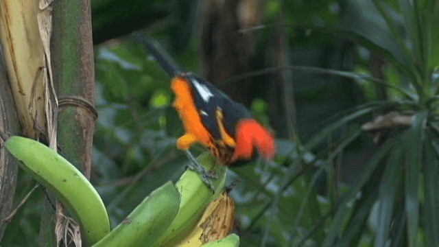 Spot-breasted Oriole - ML201785551