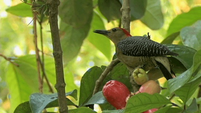 Golden-fronted Woodpecker (Velasquez's) - ML201785561
