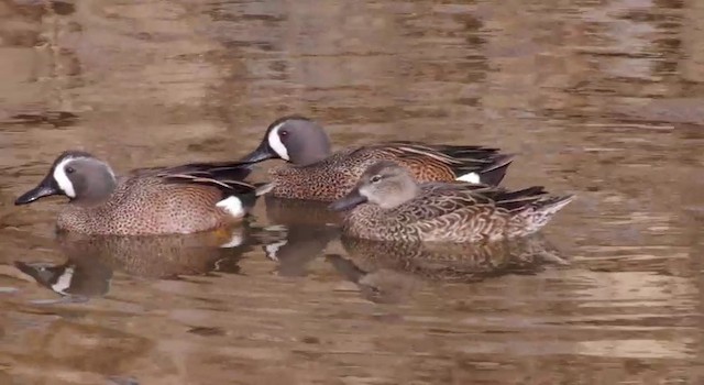 Blue-winged Teal - ML201786371