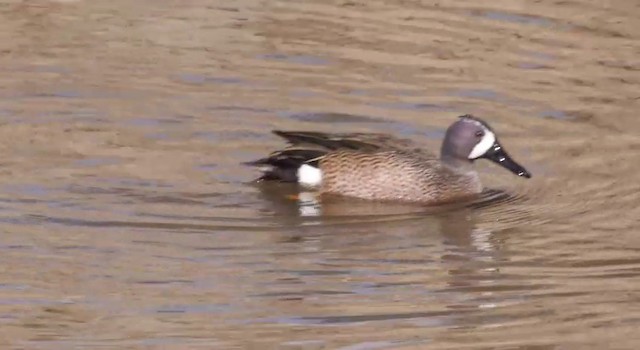 Blue-winged Teal - ML201786551