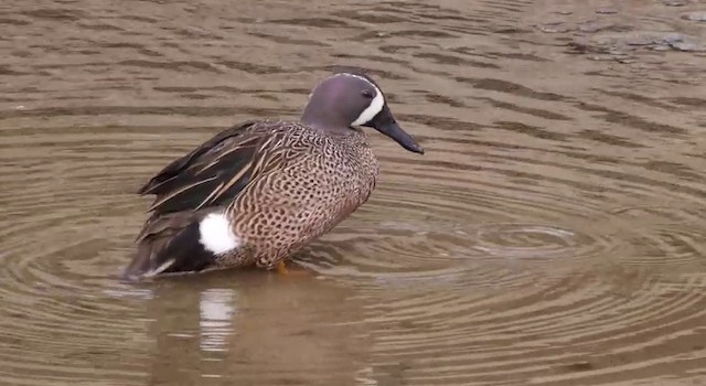 Blue-winged Teal - ML201786571