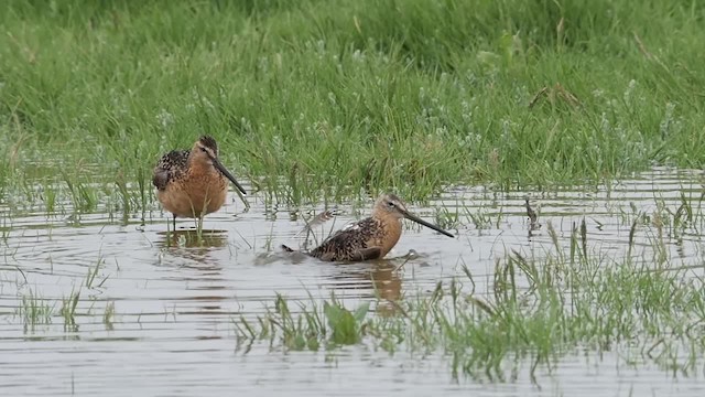 Long-billed Dowitcher - ML201786671