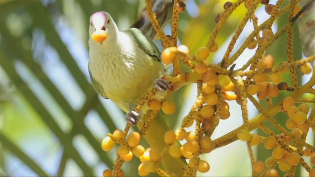 Cook Islands Fruit-Dove - ML201787631
