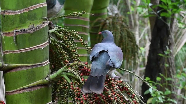 Маорийский плодовый голубь (novaeseelandiae) - ML201787711
