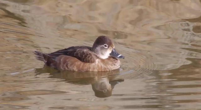Ring-necked Duck - ML201788491