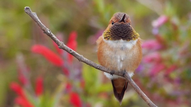 Rufous Hummingbird - ML201788641