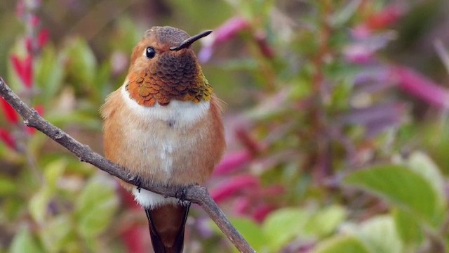 Rufous Hummingbird - ML201788661