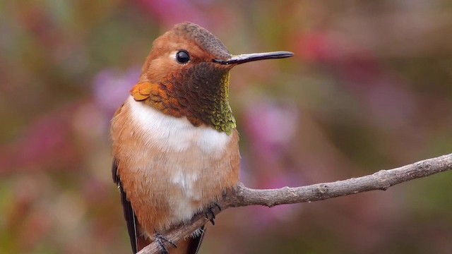 Rufous Hummingbird - ML201788681
