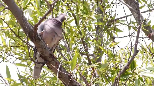 Pigeon à queue barrée (groupe fasciata) - ML201788731