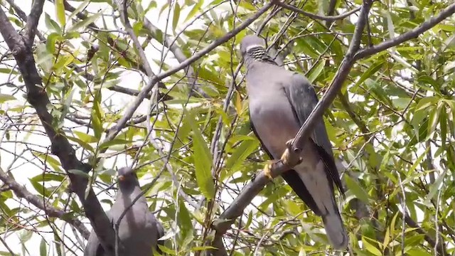 Pigeon à queue barrée (groupe fasciata) - ML201788741