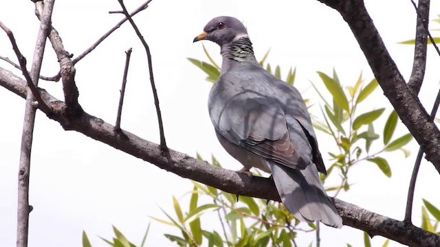 Pigeon à queue barrée (groupe fasciata) - ML201788751