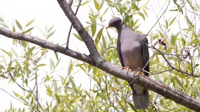 Pigeon à queue barrée (groupe fasciata) - ML201788761