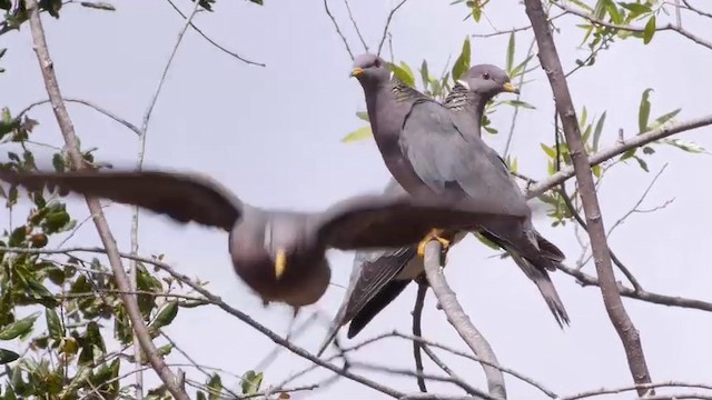 Полосатохвостый голубь [группа fasciata] - ML201788771