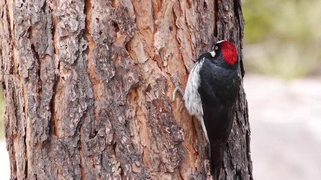 Acorn Woodpecker (Acorn) - ML201788811