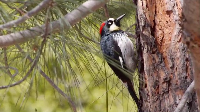 Acorn Woodpecker (Acorn) - ML201788821