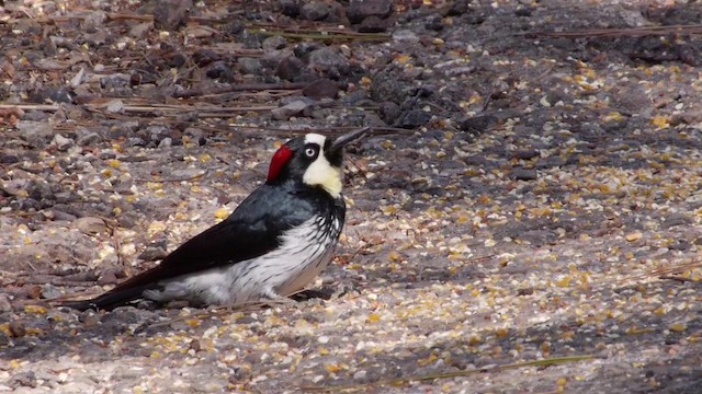 Acorn Woodpecker (Acorn) - ML201788831
