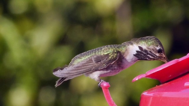 Calliope Hummingbird - ML201788871