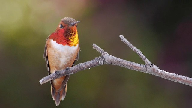 Rufous Hummingbird - ML201788891