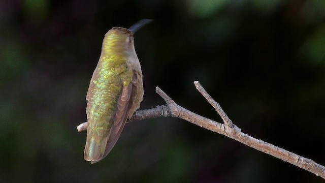 Anna's Hummingbird - ML201788901