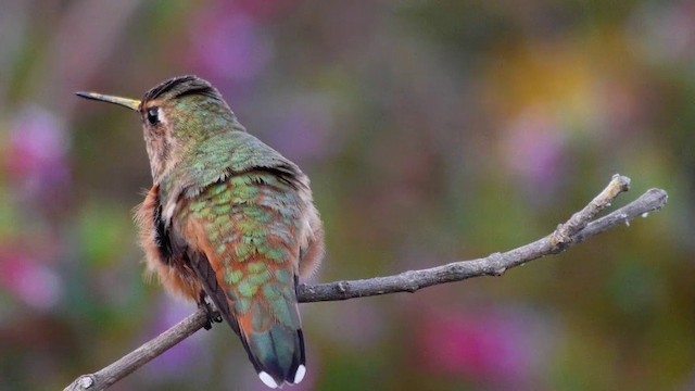 Rufous Hummingbird - ML201788931