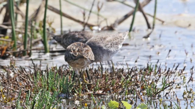 Long-billed Dowitcher - ML201789511