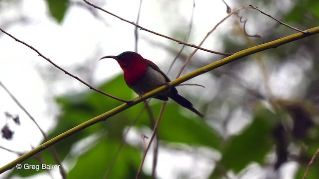 Crimson Sunbird (Goulpourah) - ML201789641