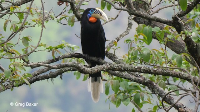  - Rufous-necked Hornbill