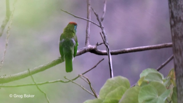 Blue-throated Barbet (Red-crowned) - ML201789751