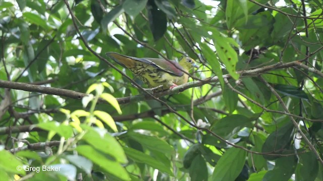 Wedge-tailed Green-Pigeon - ML201789781