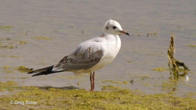 Mouette rieuse - ML201789861