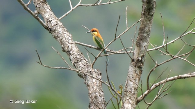 Chestnut-headed Bee-eater - ML201790021