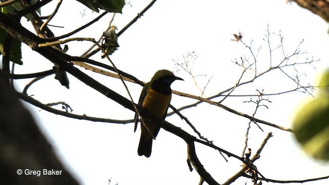 Orange-bellied Leafbird (Orange-bellied) - ML201790061