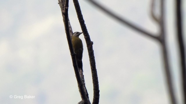 Gray-headed Woodpecker (Black-naped) - ML201790081