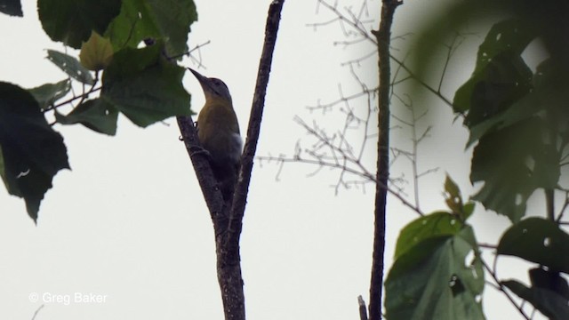 Gray-headed Woodpecker (Black-naped) - ML201790091